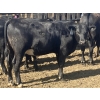 Image 5 : DL Feedlot - 680# June/July Delivery Steers - 200 Head (Fort Macleod, AB)