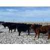 Image 6 : Riverview Farming Co. - 1025# March Delivery Steers - 60 Head (Saskatoon, SK)