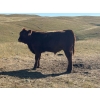 Image 6 : Paul & Krysten Gravelle - 560# October Delivery Steer Calves - 105 Head (Ceylon, SK)