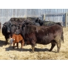 Image 10 : Leib Farm & Ranch Ltd. - 30 Black Angus/Black Angus X Pairs (Southey, SK)