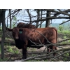 Image 3 : Turtleview Livestock - 975# July Delivery Grass Heifers - 186 Head (Goodlands, MB)