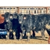 Image 7 : Schunicht Farms - 775# March Delivery Heifers - 155 Head (Strathmore, AB)