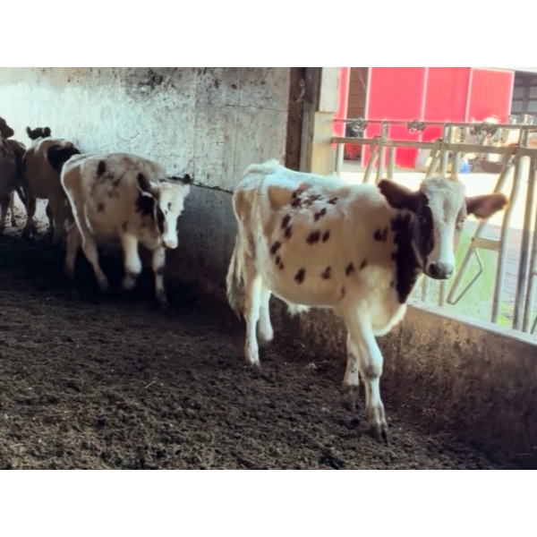 Ralph Anderlini - 600# Ayrshire/Holstein X Steers - 11 Head (Langley, BC)