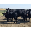 Image 5 : Twin Arrows Ranch - 585# October Delivery Steer Calves - 105 Head (Erskine, AB)