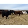 Image 12 : Vee Tee Feeders - 930# May Delivery Steers - 260 Head (Lloydminster, SK)