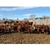 Image 3 : Carl Chomistek - 775# March Delivery Steers - 62 Head (Rolling Hills, AB)