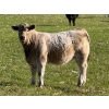 Image 2 : GW Murray Ranches - 575# November Delivery Heifer Calves - 80 Head (Rolling Hills, AB)