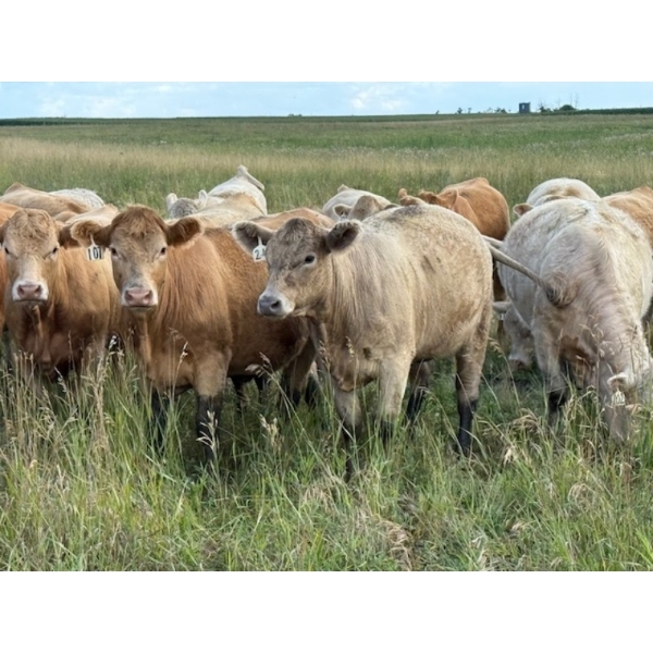 Sheldon Reimer - 950# September Delivery Grass Heifers - 195 Head (Cromer, MB)