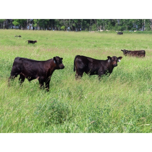 D & N Livestock - 775# February Delivery Weaned Steers - 80 Head (Peebles, SK) VBP+