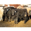 Image 5 : Willowside Ranch - 615# March Delivery Steers - 57 Head (Vibank, SK)