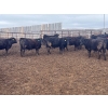 Image 4 : Wade Fewings - 850# April Delivery Steers - 70 Head (Pierson, MB) VBP+