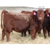 Image 4 : A&A Farms - 25 Dark Red Replacement Heifers (Coaldale, AB)