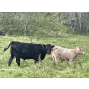 Image 17 : John Bland - 975# September Delivery Grass Heifers - 120 Head (Rimbey, AB)