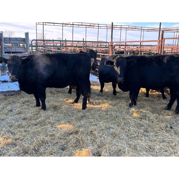 Crooked Creek Ranch - 7 Mature Cows (Pen 410)