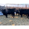Image 1 : Crooked Creek Ranch - 7 Mature Cows (Pen 410)