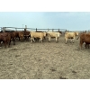 Image 2 : Birch Island Land & Cattle - 1125# July Delivery Steers - 108 Head (Rhein, SK)