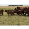 Image 8 : Malarky Farms - 20 Red/Red X Cow/Calf Pairs (Newdale, MB)