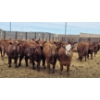 Image 2 : M.S. MacLean Livestock - 940# March Delivery Steers - 31 Head (Coaldale, AB)