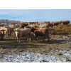 Image 2 : Bauer Ranching - 860# February Weaned Steers - 375 Head (Hilda, AB)
