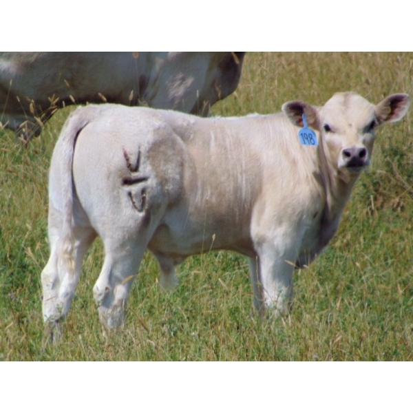 JG Larson Livestock (V-V) - 625# December Delivery Steer Calves - 95 Head (Jenner, AB) VBP+
