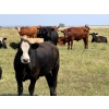 Image 3 : Riverbend Ranch - 1080# September Delivery Grass Steers - 225 Head (Coronation, AB)