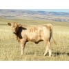 Image 2 : Douglass Cattle Co. - 540# Heifer Calves - 95 Head (Finnegan, AB)