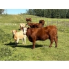 Image 4 : Reilly Lake Ranching - 900# February Delivery Weaned Heifers - 65 Head (Lloydminster, AB)