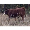 Image 6 : Zender Farms - 650# October Steer Calves - 40 Head (Invermere, BC)