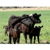 Image 12 : Sherwyn Torkelson - 10 Black/BBF 1st Calf Pairs (Patricia, AB)