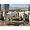 Image 4 : Cederlea Farms - 725# October Delivery Weaned Steers - 70 Head (Hodgeville, SK) VBP+