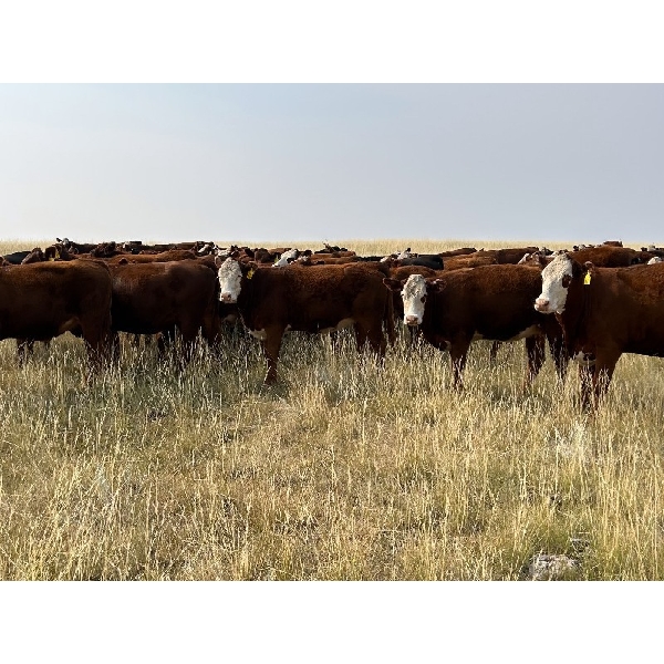 Pine Ranch Ltd. - 780# August Grass Heifers - 72 Head (Morse, SK) VBP+