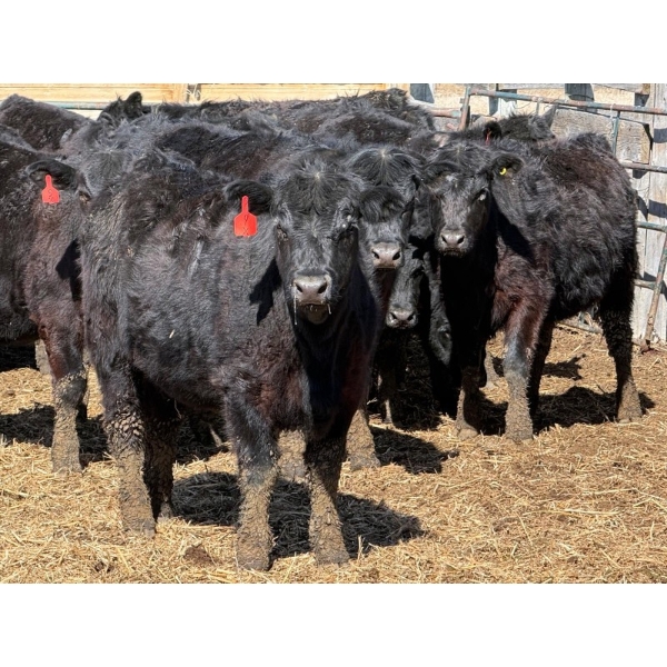 9X Enterprises - 25 Black Angus X Replacement Heifers (Millicent, AB)