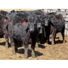 Image 1 : 9X Enterprises - 25 Black Angus X Replacement Heifers (Millicent, AB)