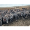 Image 2 : South Island Farms - 910# August Delivery Heifers - 140 Head (Bow Island, AB)
