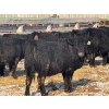 Image 2 : Lazy J Cattle Co. - 675# February Delivery Heifers - 78 Head (Gem, AB)