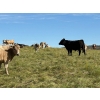 Image 5 : Reilly Lake Ranching - 970# September Delivery Grass Steers - 65 Head (Lloydminster, AB)