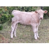 Image 3 : Cody & Brittany, Kirby & Cori Black - 560# October Delivery Steers - 100 Head (Water Valley, AB)