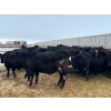 Image 3 : Riverview Farming Co. - 875# March Delivery Steers - 70 Head (Saskatoon, SK)