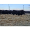 Image 3 : Graham Alexander - 2 Black Cows (Pen 402)