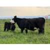 Image 15 : Malarky Farms - 35 Black/Black X Cow/Calf Pairs (Newdale, MB)