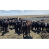 Image 2 : Cattlewood Farms Ltd. - 675# May Delivery Heifers - 170 Head (Swalwell, AB)