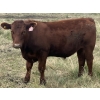 Image 3 : Eric Tarrant - 930# Aug/Sept Delivery Grass Steers - 29 Head (High River, AB)