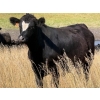 Image 5 : Rafter C Cattle Co. - 910# September Delivery Grass Steers - 58 Head (Lafleche, SK)