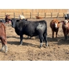 Image 5 : Lakeview Cattle Co.  - 825# Sept/Oct Delivery Heifers - 144 Head (Rhein, SK)