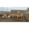 Image 8 : Amber Mountain Farms - 685# July Delivery Heifers - 87 Head (Vauxhall, AB)