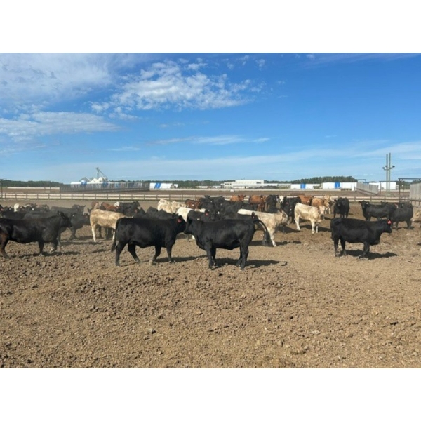 6U Cattle Company - 830# July Delivery Heifers - 72 Head (Manning, AB) VBP+