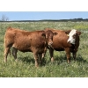 Image 2 : Twisted K Limousin - 25 Limousin/Limousin X Bred Heifers (Byemoor, AB)
