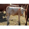 Image 3 : Ernie, Kathy & Kyle Lee - 570# October Delivery Heifer Calves - 80 Head (Hanna, AB)