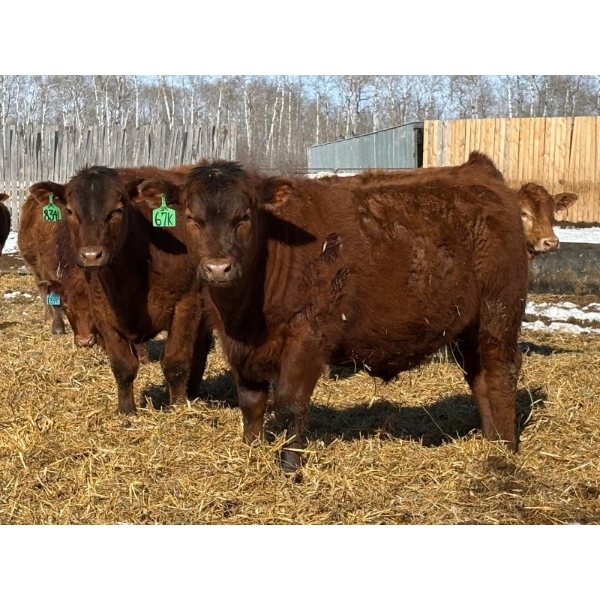 Winn Man Farms - 790# March/April Delivery Steers - 33 Head (Winnipegosis, MB)