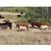 Image 13 : Farming Valley Ranch (Ben Tateson) - 540# November Delivery Heifer Calves - 100 Head (Cereal, AB)